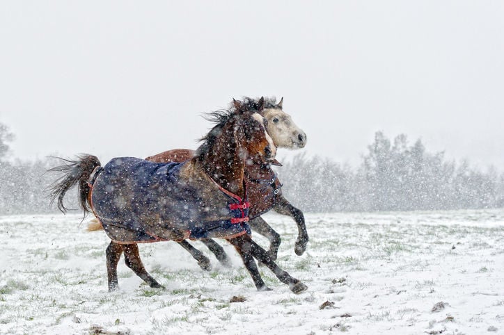 Two horses cantering around field in snow storm